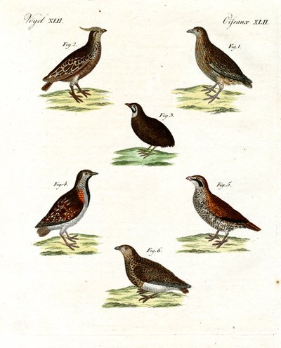 Bıldırcın çeşitleri (renkli gravür) by German School