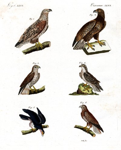 Farklı raptor türleri by German School