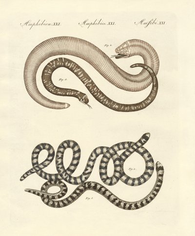 Farklı yılan türleri (renkli gravür) by German School
