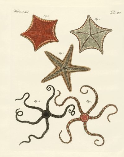 Deniz yıldızı çeşitleri by German School