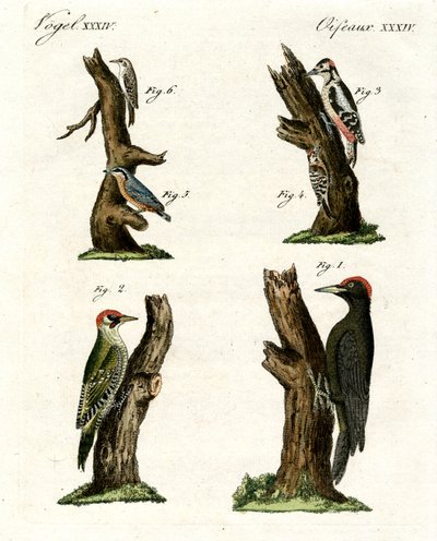 Farklı ağaçkakan türleri by German School