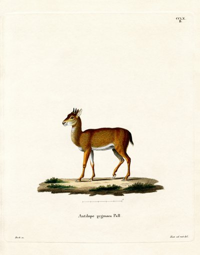 Dik-dik (renkli gravür) by German School