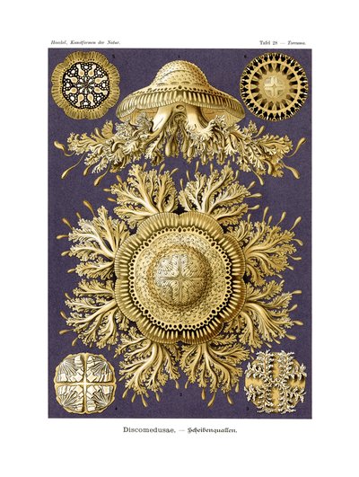 Discomedusae, 1899-1904 by German School