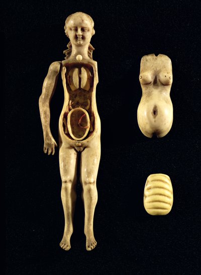 İnsan vücudunun anatomisini gösteren oyuncak bebek by German School