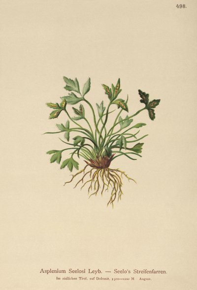 Dolomit Dalak (Asplenium Seelosii) by German School