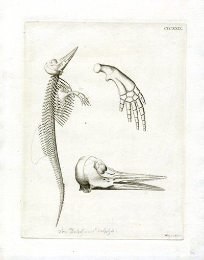 Yunus İskeleti (renkli gravür) by German School