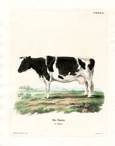 Yerli Sığır (renkli gravür) by German School