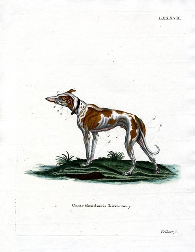 Yerli Köpek (renkli gravür) by German School