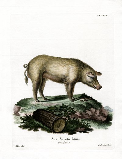 Yerli Domuz (renkli gravür) by German School