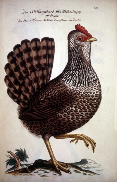 Yerli tavuk - 18. yüzyılın Alman tezi. by German School
