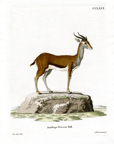Dorcas Ceylan (renkli gravür) by German School
