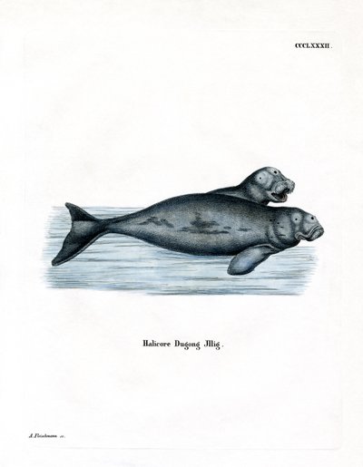 Dugong (renkli gravür) by German School