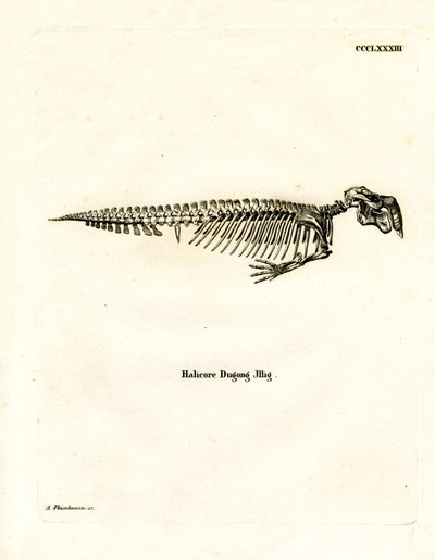 Dugong İskeleti (renkli gravür) by German School