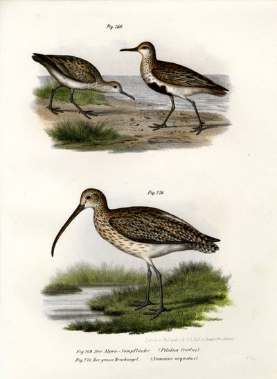 Dunlin, 1864 by German School