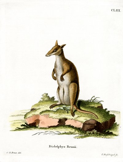 Gölgeli Wallaby (renkli gravür) by German School