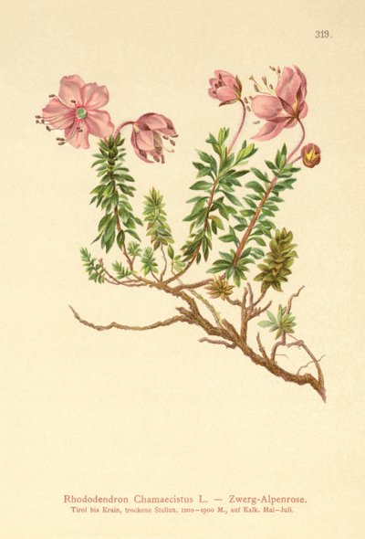 Cüce Alpenrose (Rhododendron Chamaecistus) by German School