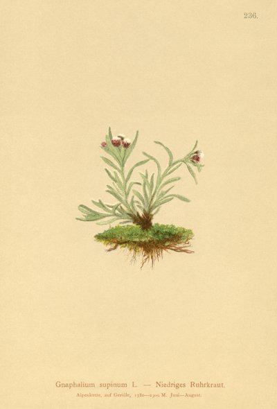 Cüce Cudweed (Gnaphalium supineum) by German School