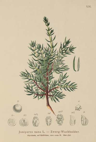 Cüce Ardıç (Juniperus nana, Juniperus communis subsp. nana, Juniperus communis var. saxatilis) by German School