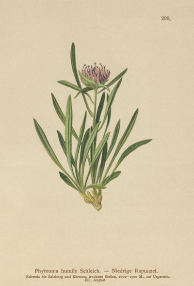 Cüce Rampası (Phyteuma alçakgönüllü) by German School