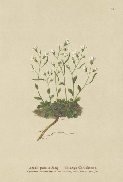 Cüce Tere (Arabis pumila) by German School