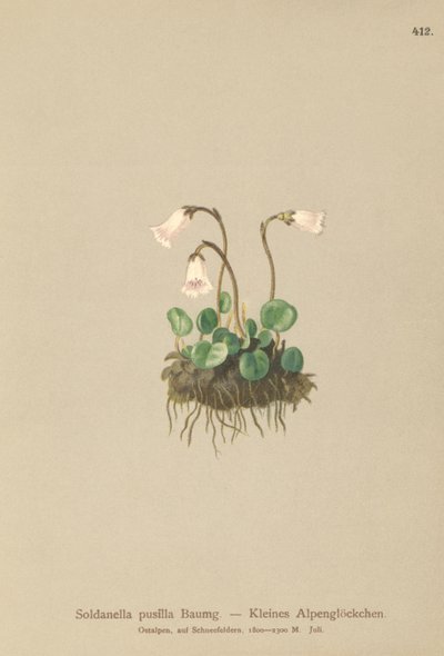 Cüce Kar Çanı (Soldanella pusilla, Soldanella alpicola) by German School