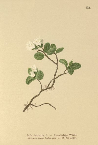 Cüce Söğüt (Salix herbacea) by German School