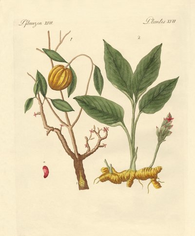 boya bitkileri by German School
