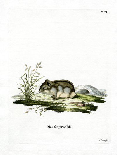 Dzhungarian Cüce Hamster (renkli gravür) by German School