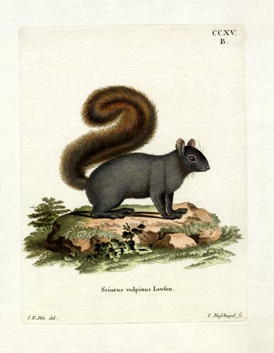 Doğu Tilki Sincap (renkli gravür) by German School