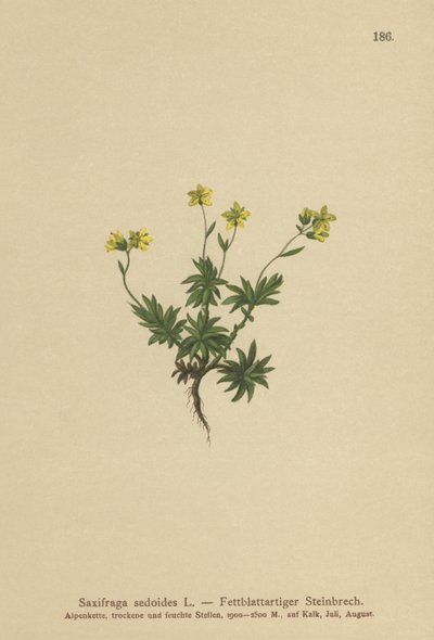 Doğu Saxifrage (Saxifraga sedoides) by German School