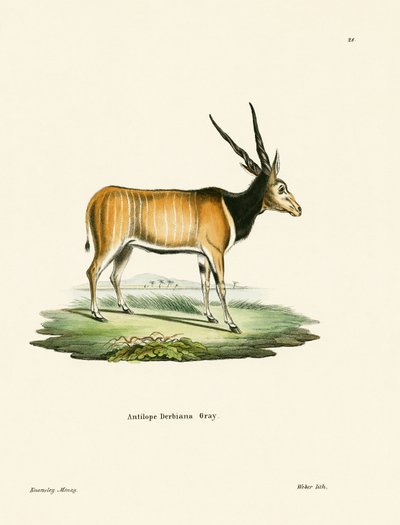 eland antilopu by German School