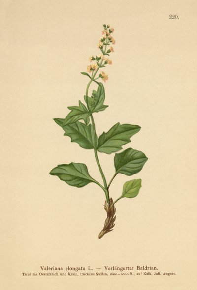 Uzatılmış Kediotu (Valeriana elongata) by German School