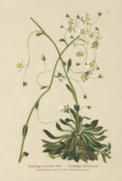 Kabuklu Saksafon (Saxifraga kabukata) by German School