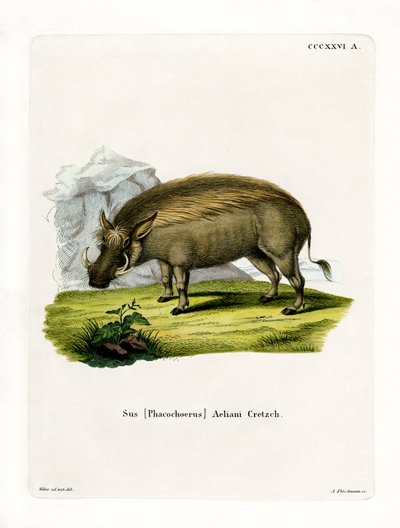 Eritre Warthog (renkli gravür) by German School