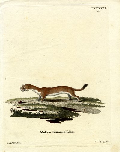 Ermin (renkli gravür) by German School