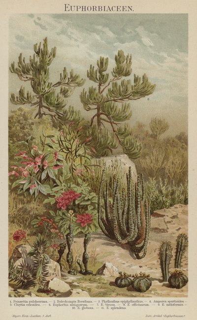 Euphorbias (renkli taş) by German School