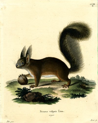 Avrasya Kızıl Sincap (renkli gravür) by German School