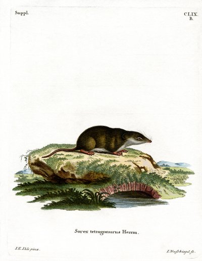Avrasya Kır faresi (renkli gravür) by German School