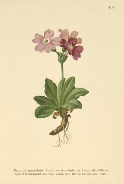 Avrupa Alp Çuha çiçeği (Primula spectabilis, Auriculastrum primula) by German School