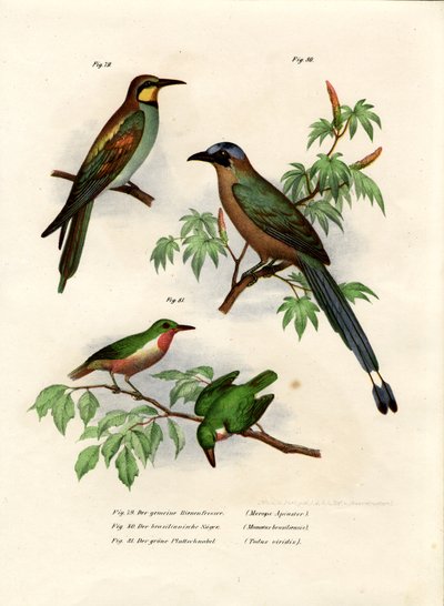 Avrupa Arı Kuşu, 1864 by German School