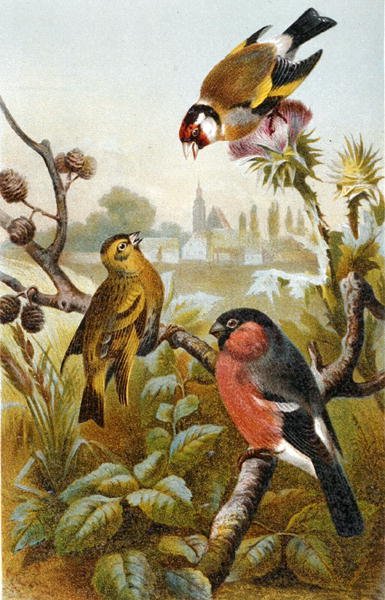Avrupa Saka Kuşu, Icterine Greenbul ve Avrasya Şakrak Kuşu, "Brehms Tierleben: Allgemeine Kunde des Tierreichs", cilt 4, s. 57, Bibliographisches Institut tarafından yayınlandı by German School