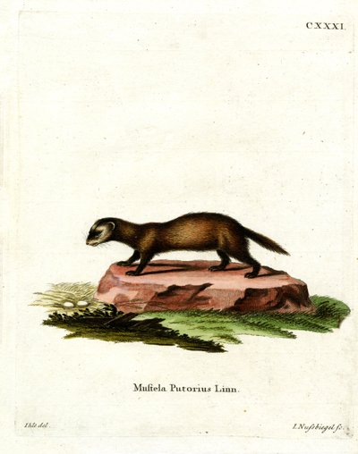 Avrupa Polecat (renkli gravür) by German School