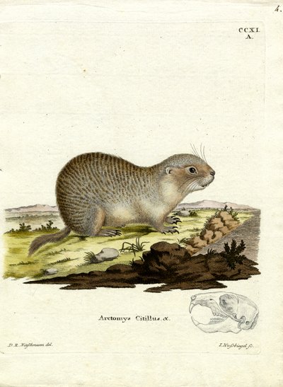 Avrupa Souslik (renkli gravür) by German School