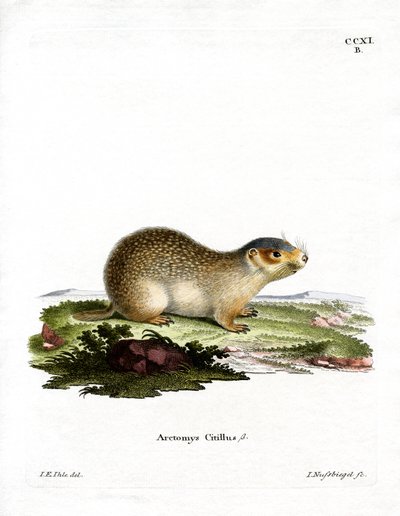 Avrupa Souslik (renkli gravür) by German School