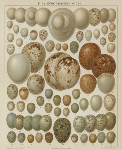 Avrupa kuşlarının yumurtaları (renkli litho) by German School
