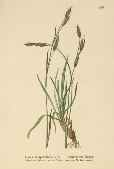 Yaprak Dökmeyen Saz (Carex sempervirens) by German School