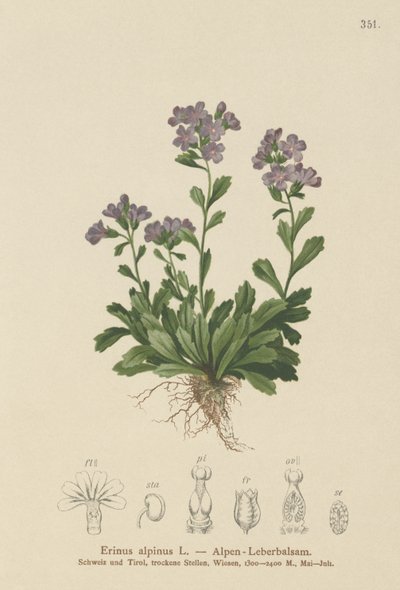 Peri Yüksükotu (Erinus alpinus) by German School
