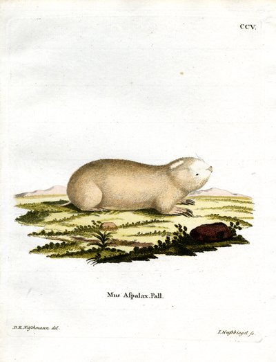 Sahte Zokor (renkli gravür) by German School