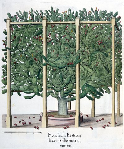 Ficus indica eystettensis, Basil Besler