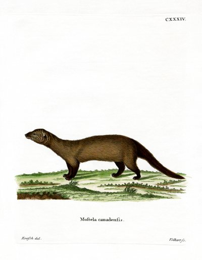 Fisher (renkli gravür) by German School